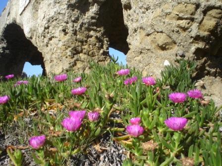 Carpobrotus cfr. acinaciformis